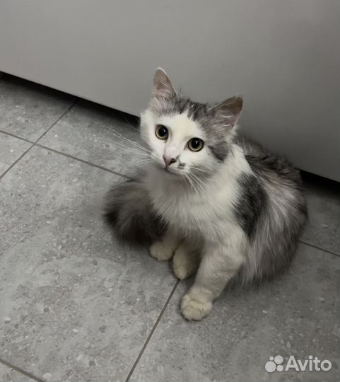Кот Марик