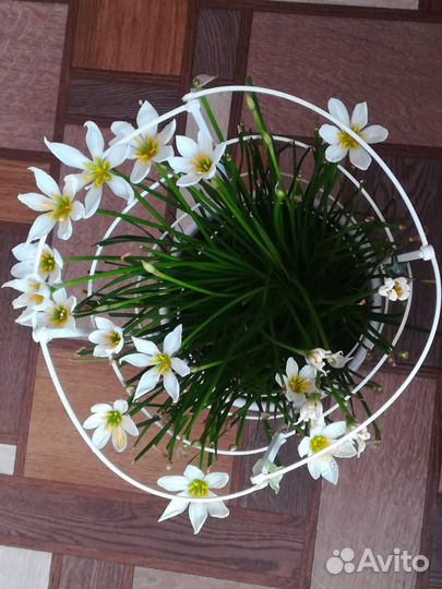 Зефирантес