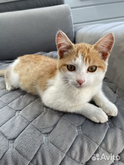 Котенок бесплатно