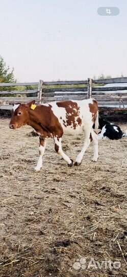 Тёлочка Айрширская порода, Возраст два месяца