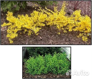 Форзиция кустики