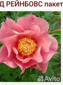 Пионы ито 4 сорта