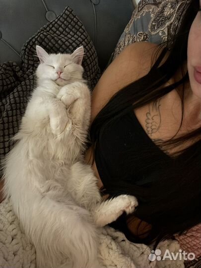 Кошечка турецкая ангора