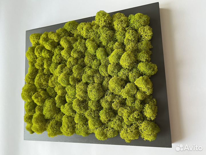 Картина из стабилизированного мха