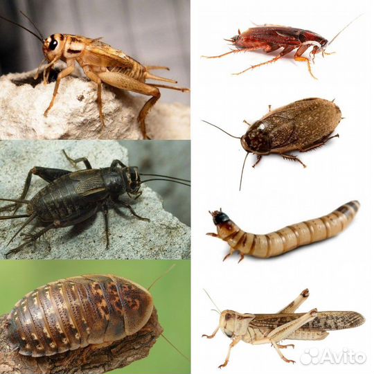 Корм для насекомоядных