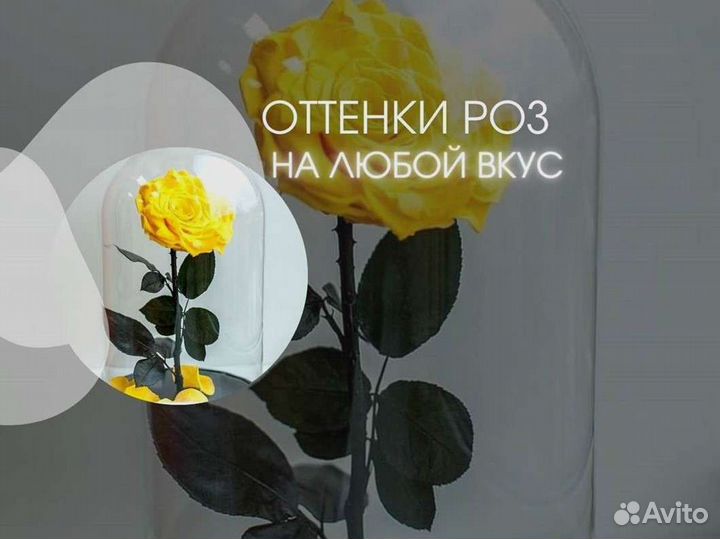 Вечная роза в колбе