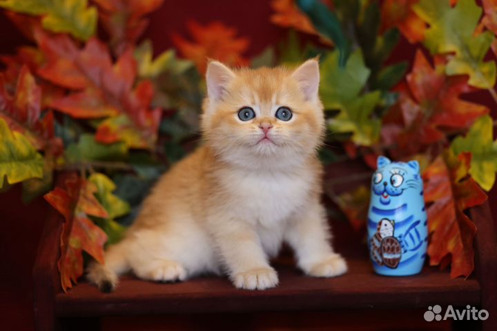 Британская золотая шиншилла