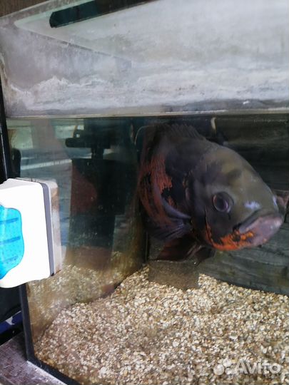 Астронатус