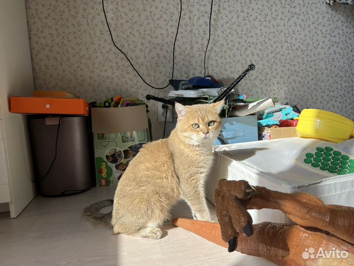 Вязка с котом британец золотая шиншилла