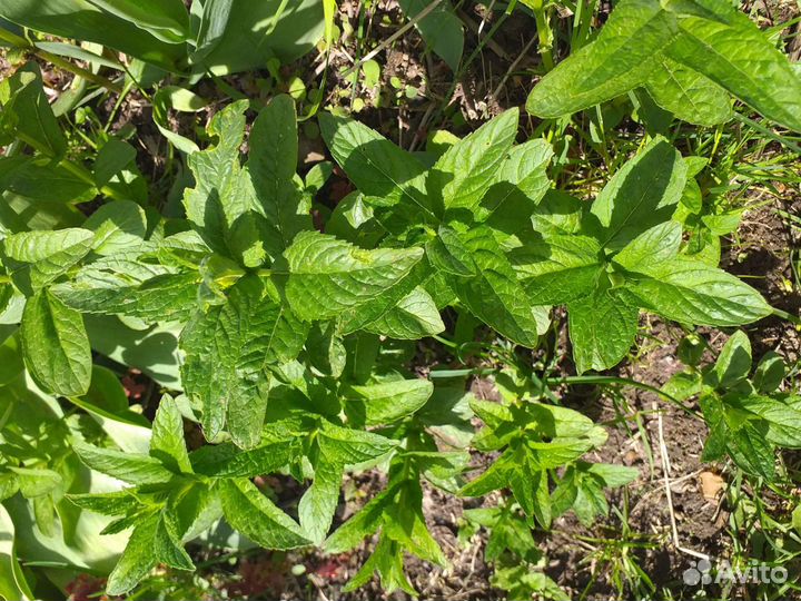 Рукола, мелисса, мята