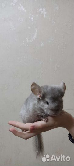 Шиншилла