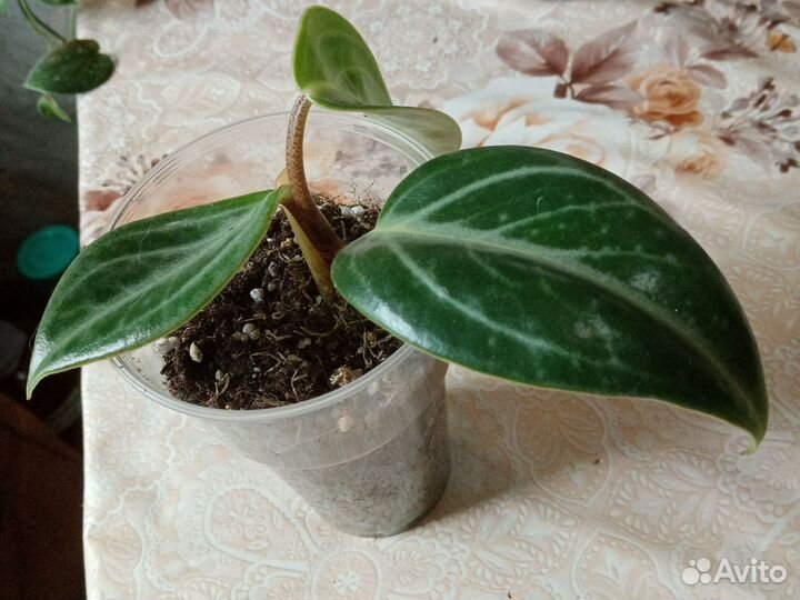 Пеперомия Саркофилла