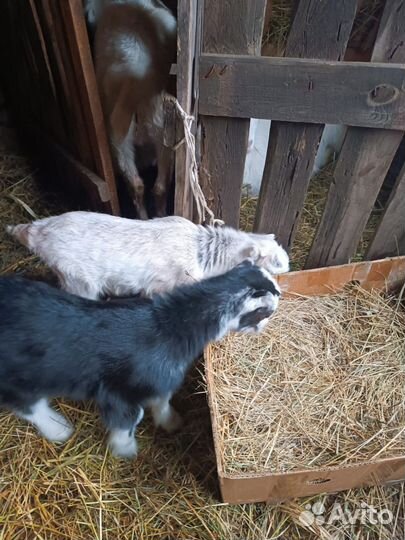 Козье молоко