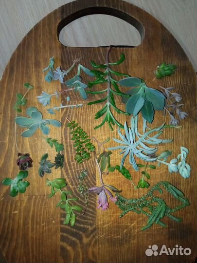 Набор суккулентов