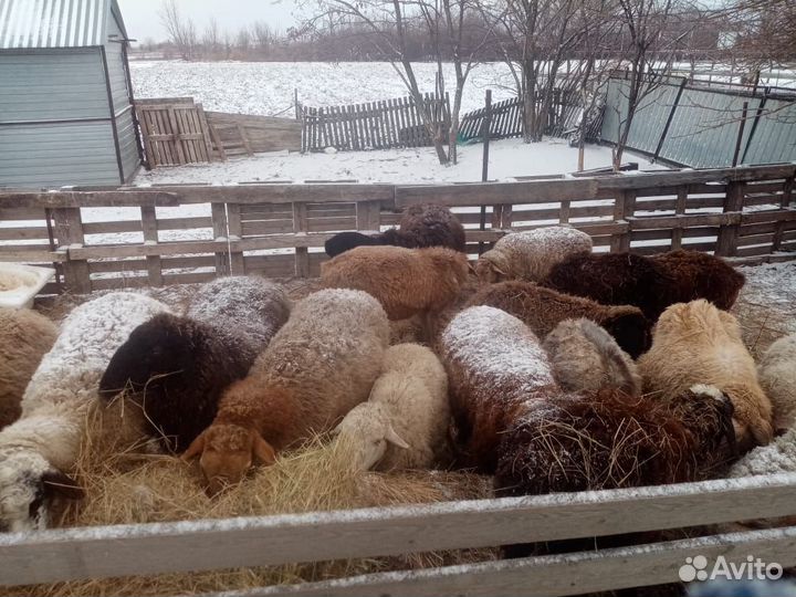 Овцы бараны