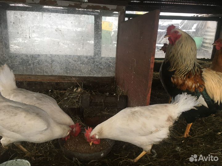 Продам кур-несушек