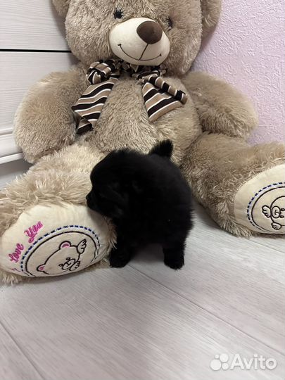 Померанский шпиц медвежьего типа