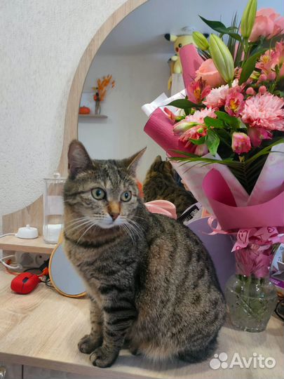 Кошечка в добрые руки