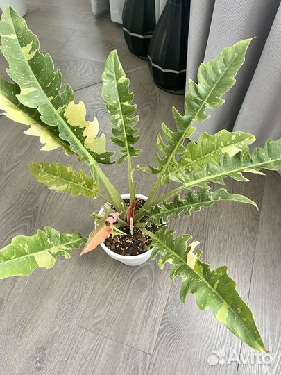 Филодендрон ring of fire