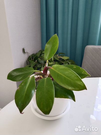 Филодендрон