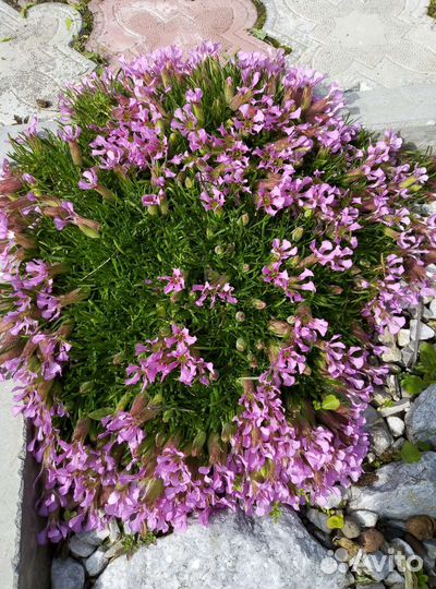 Многолетники садовые