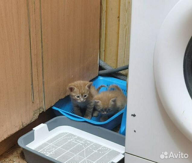 Отдам бесплатно в добрые руки котёнка