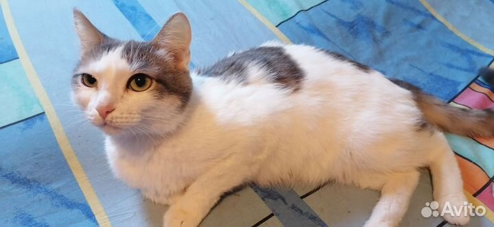 Отдам котят в дорые руки
