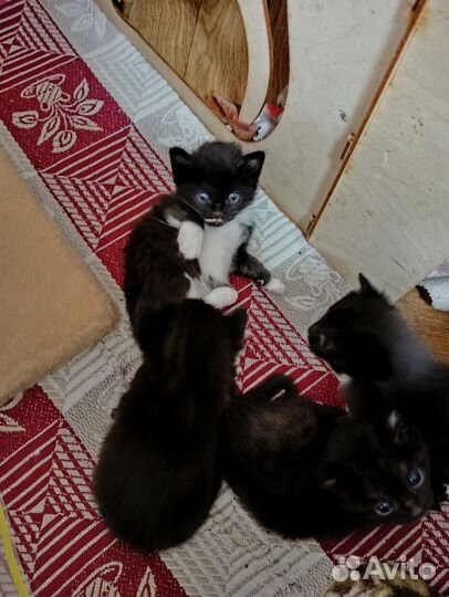 Кошки в добрые руки бесплатно