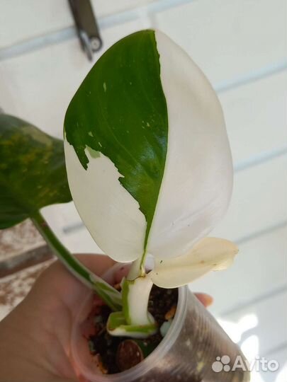 Филодендрон Ругозум,Вайт Визард