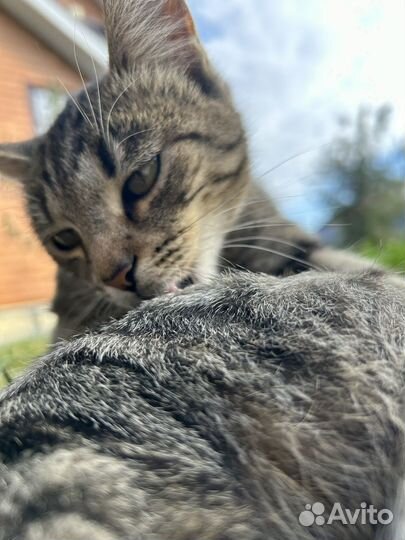 Котенок