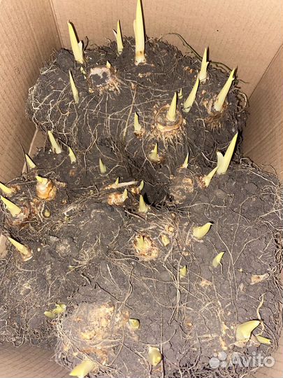 Цветы Калла. небольшие 180,крупные 200