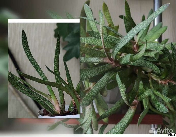 Крассула, Очиток