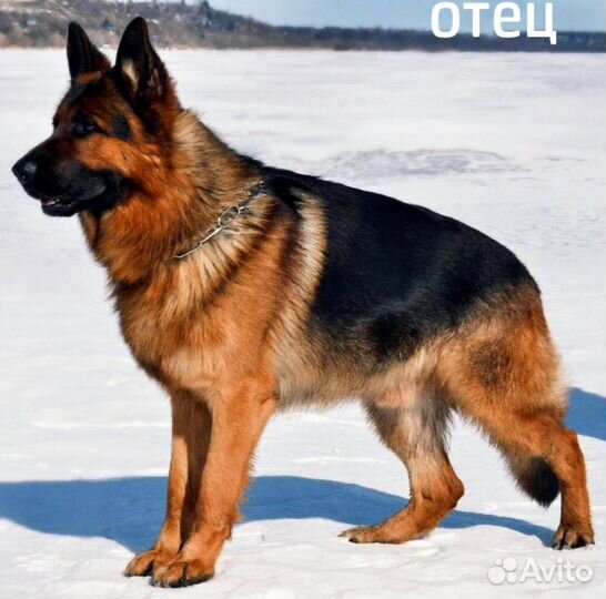 Немецкая овчарка