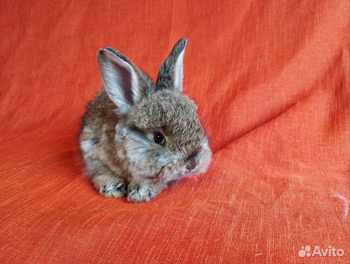 Кролики ангорские