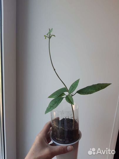 Клеродендрум Томпсон