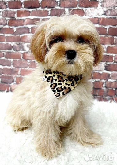 Мальтипу f1 mini мальчик с документами