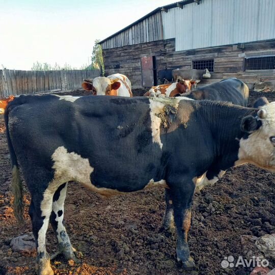 Скот продам