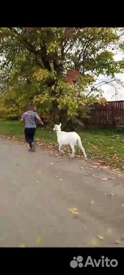 Предлагаю на вязку, козлика порода зааненская