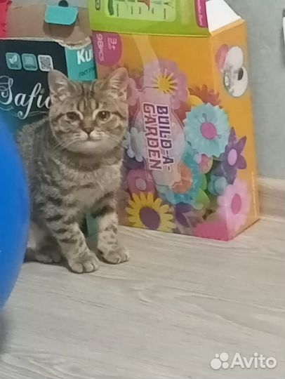 Отдам кошку в добрые руки британская так