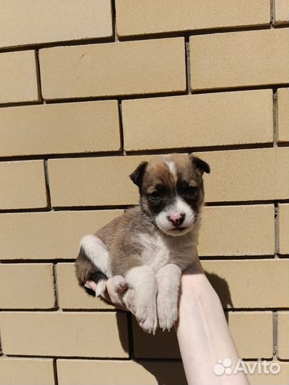 Стаффорд и немка