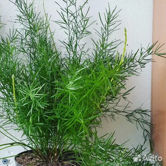 Аспарагус. Комнатное растение