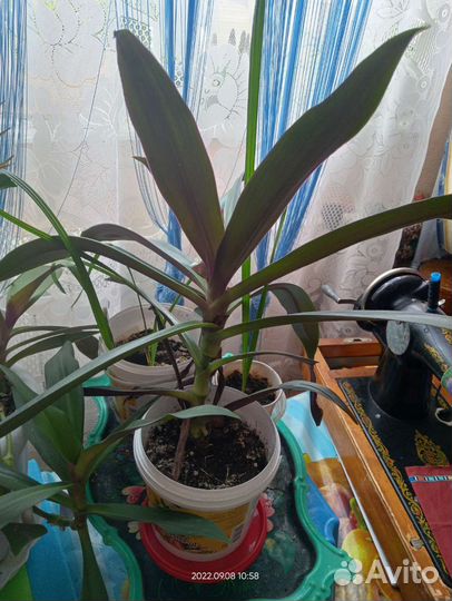 Комнатные растения