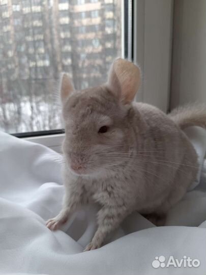Шиншилла гомобежевая нф, на, нс