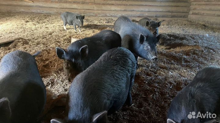 Вьетнамские поросята