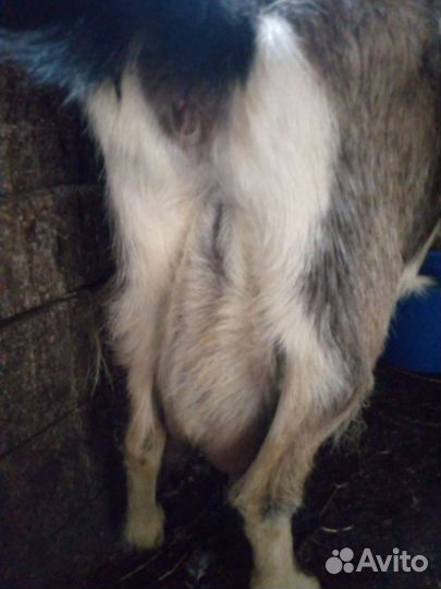 Коза дойная молочная