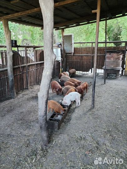 Поросенок дюрки