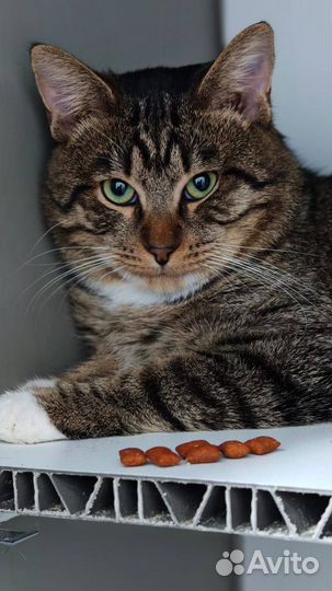 Котик ищет семью