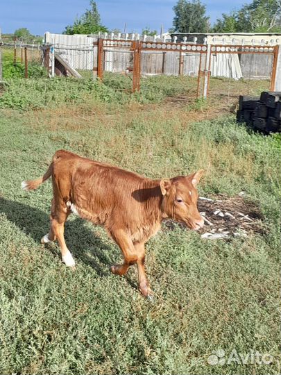 Телочка 1 мес