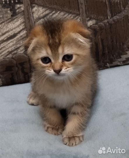 Шотландские котята драгоценных окрасов