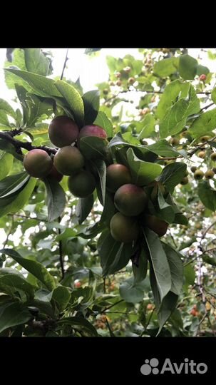 Слива, Жимолость, Смородина саженцы